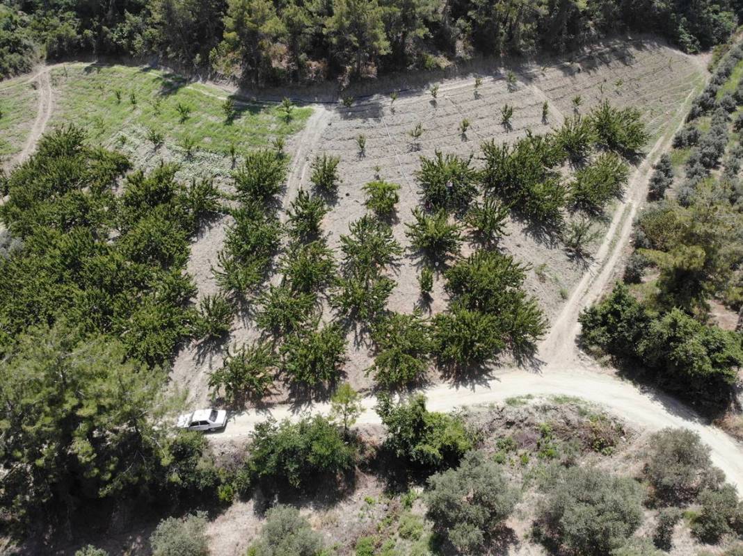 Yazın en güzel meyvesi: C vitamini deposu, metabolizmayı pervane gibi çalıştırıyor! Tarlada kilosu 25 TL 4